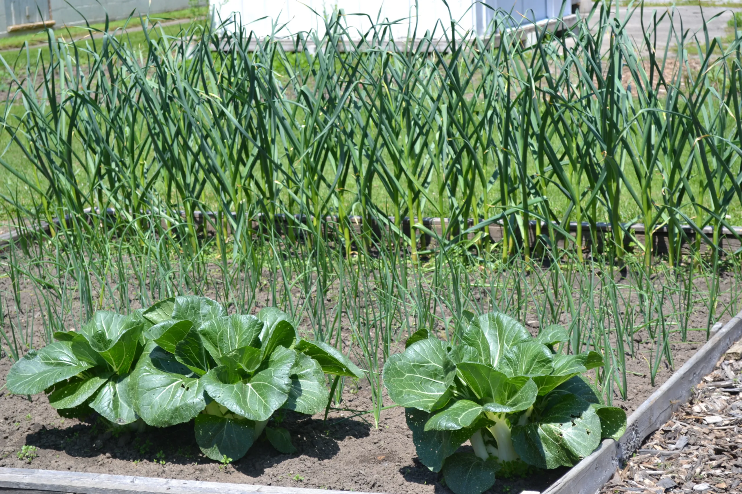 Vegetables growing in the garden