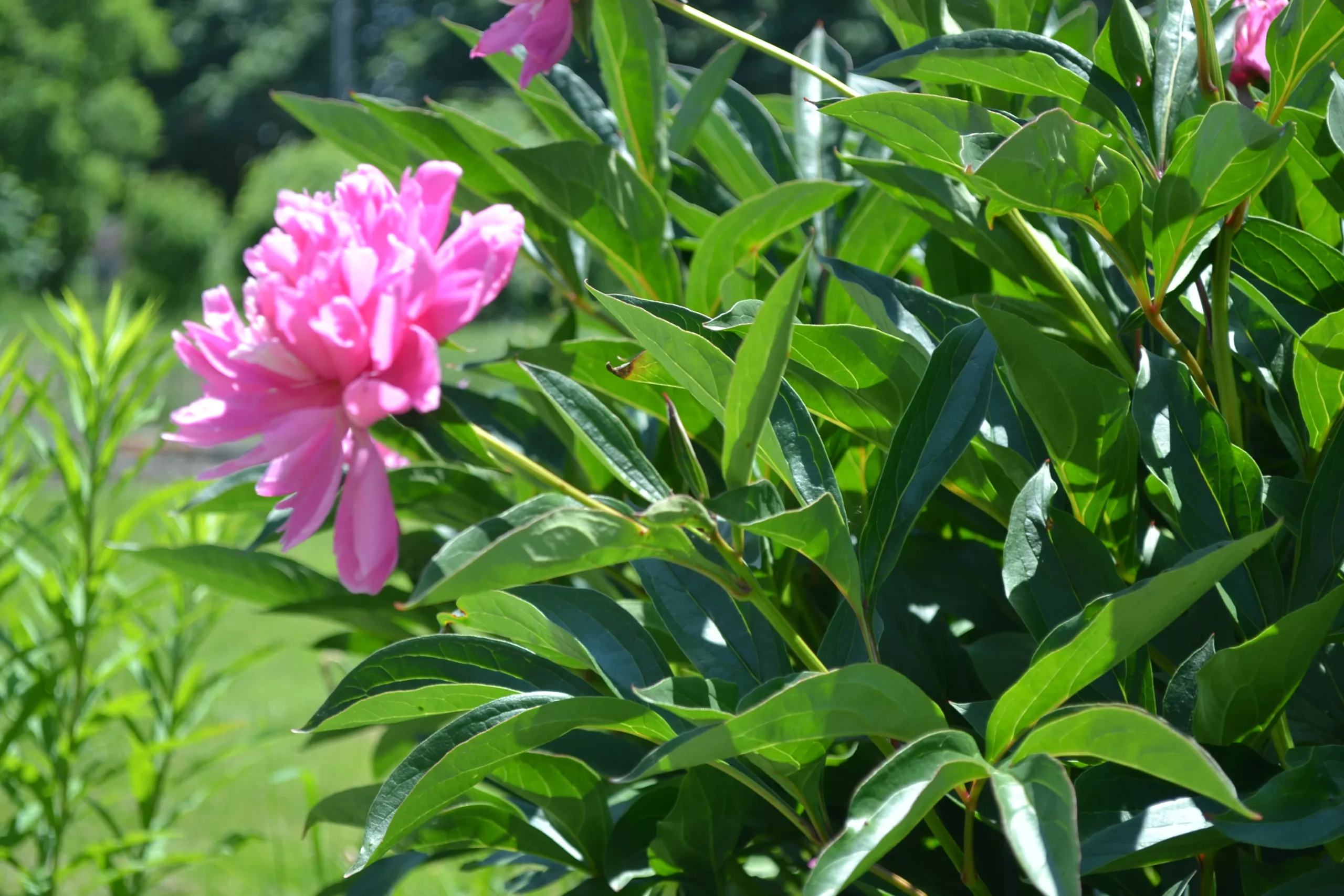 Flowers in the Friendship House gardens